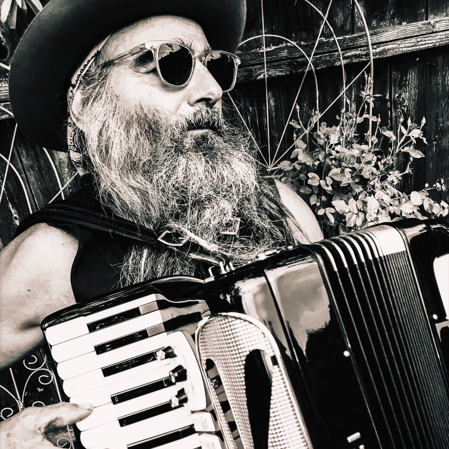 Bear playing accordion